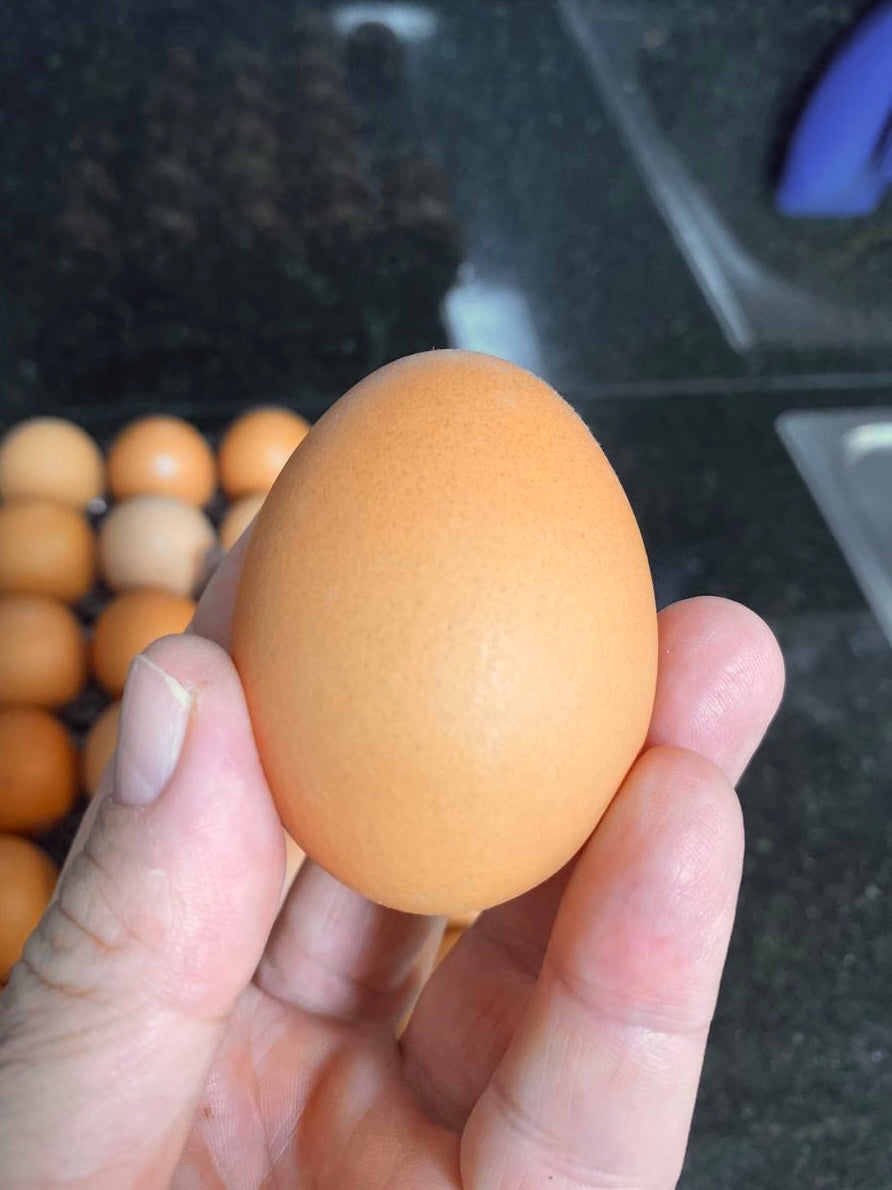 Assinatura Ovos da Nonna | Ovos Vermelhos Extra | Galinhas Livres de Gaiola